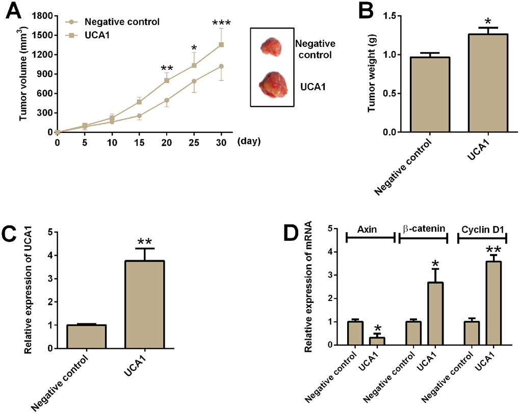 UCA1 promoted in vivo tumor growth in the nude mice. (A) The tumor growth of U87 cells with UCA1 overexpression or control U87 cells were assessed in the nude mice. Right panel showed the dissected tumors from the nude mice. (B) Tumor weight was determined in the isolated tumors from the nude mice. (C) The relative expression of UCA1 was determined by qRT-PCR in the isolated tumor tissues from control group and UCA1-overexpresssing group. (D) The relative mRNA expression of axin, β-catenin and cyclin D1 was determined by qRT-PCR in the isolated tumor tissues from control group and UCA1-overexpressing group. N = 5; significant differences compared to the control group were expressed as *P