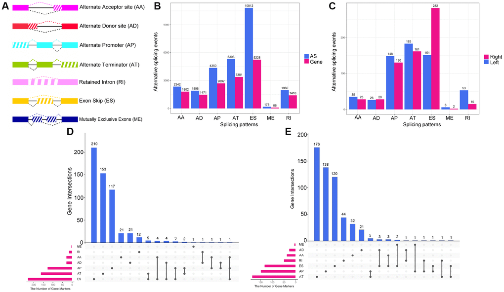 Overview of AS event profiling in left- and right-sided colon cancer. (A) Illustration of the seven types of AS events: Exon Skip (ES), Mutually Exclusive Exons (ME), Retained Intron (RI), Alternate Promoter (AP), Alternate Terminator (AT), Alternate Donor site (AD) and Alternate Acceptor site (AA). (B) The number of AS events and involved genes for each AS type in the 434 colon cancer patients. (C) The number of (DEAS events upregulated in left- or right-sided colon cancer. (D) UpSet plot of overlapping genes among the seven patterns of DEAS events that were upregulated in right-sided colon cancer. One gene may have up to three splicing patterns. (E) UpSet plot of overlapping genes among the seven patterns of DEAS events that were upregulated in left-sided colon cancer.