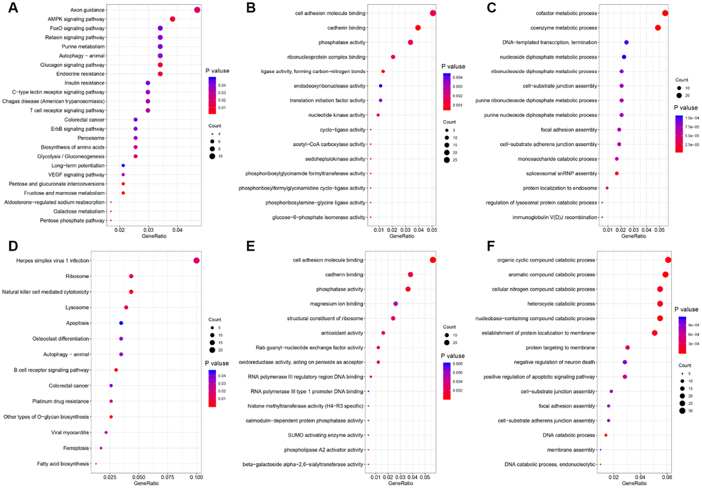 Functional GO analysis and KEGG analysis of DSGs between left- and right-sided colon cancer. The vertical axis represents GO or KEGG pathway annotations. The horizontal axis represents the number of genes assigned to the corresponding annotation. (A–C) right-sided colon cancer; (D–F) left-sided colon cancer. (A and D) KEGG pathways; (B and E) GO molecular functions; (C and F) GO biological processes.