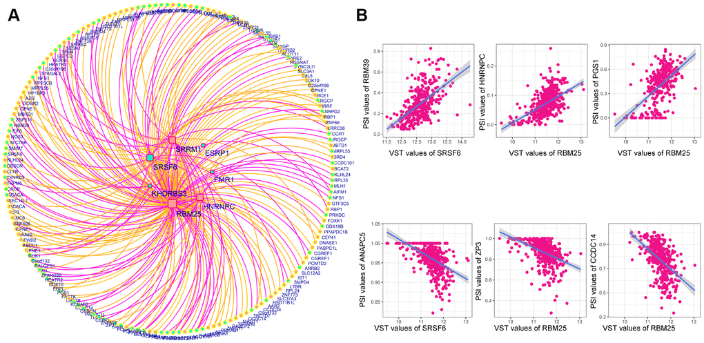 Correlation network of DESFs and DEAS events. (A) Correlation network. The correlations between the mRNA levels of the 10 DESFs and the PSI values of each DEAS events were analyzed, and a splicing regulatory network was built among the significant correlations. Quadrate nodes indicate SFs that were upregulated in right-sided (red nodes) or left-sided colon cancer (green nodes). Circular nodes indicate AS that were upregulated in right-sided (red nodes) or left-sided colon cancer (green nodes). Orange lines indicate positive correlations, while deep pink lines indicate negative correlations. (B) Representative dot plots of correlations between the mRNA levels of DESFs and the PSI values of DEAS (P