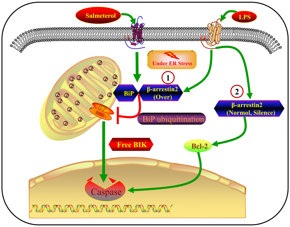 Crosstalk between β-arrestin-2 and ER-stress-induced apoptosis. LPS induces β-arrestin-2 expression. β-arrestin-2 binds to BiP (an effect enhanced by salmeterol) and inhibits its activity by promoting its ubiquitination. By suppressing BiP, β-arrestin-2 overexpression impairs the binding between BiP and BIK, thus promoting BIK release and caspase cleavage. When β-arrestin-2 expression is normal or silenced, LPS does not alter BIK expression, so other BCL-2-family proteins may promote apoptosis under such conditions.