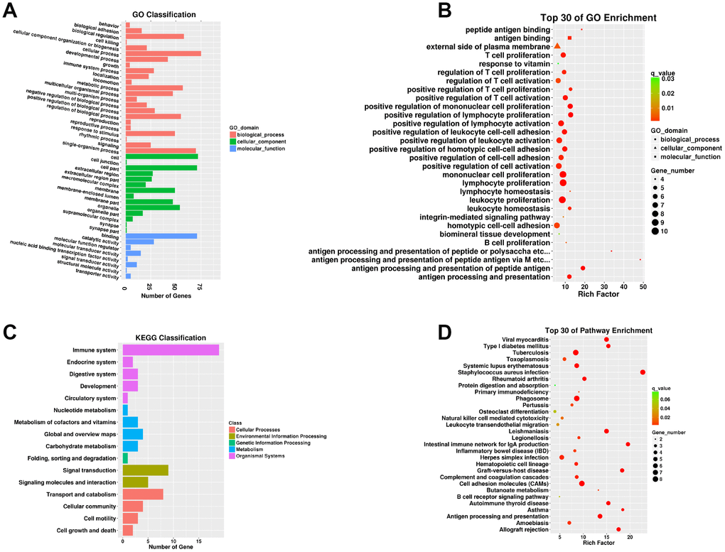 Functional annotation of DEMs in the SN of 6Mon and 24Mon rats. (A) GO classification, (B) Top 30 GO enrichments, (C) KEGG classifications, (D) Top 30 KEGG pathway enrichments.