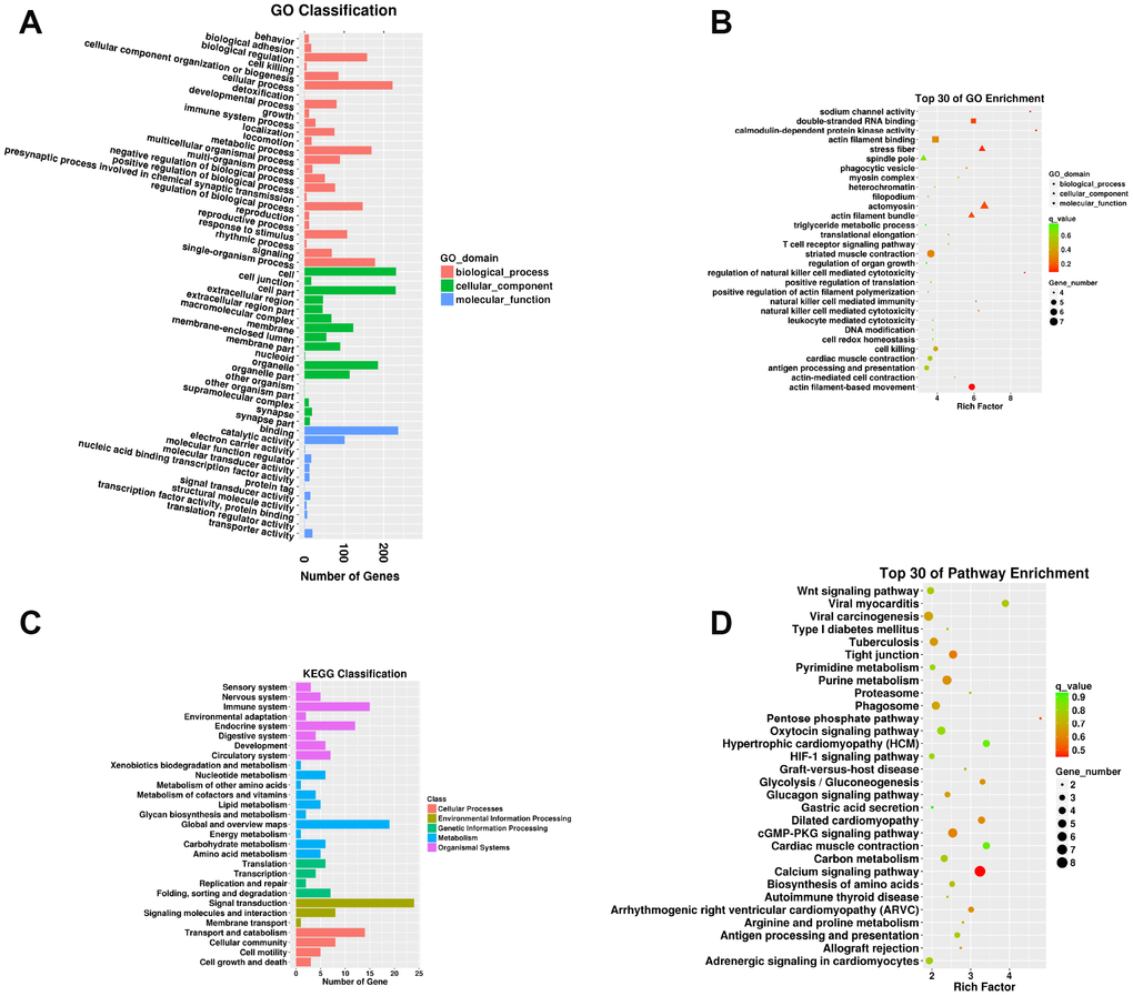 Functional annotation of mRNAs targeted by DELs in the SN of 6Mon and 24Mon rats. (A) GO classification, (B) Top 30 GO enrichments, (C) KEGG classifications, (D) Top 30 KEGG pathway enrichments.