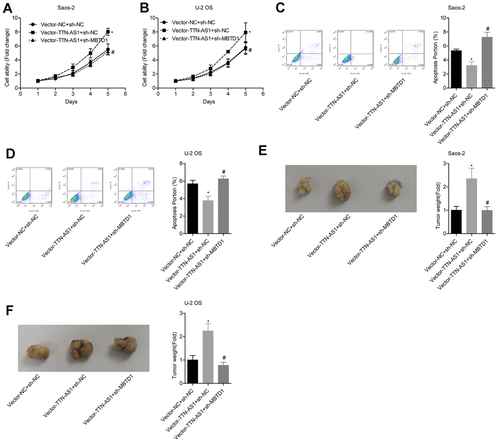 lncRNA TTN-AS1 inhibits tumour growth via MBTD1. (A–D) The effects of overexpression of lncRNA TTN-AS1 and knockdown of MBTD1 on cell viability and apoptosis are shown. (E, F) The effects of overexpression of lncRNA TTN-AS1 and knockdown of MBTD1 on tumour growth are shown. *P #P 