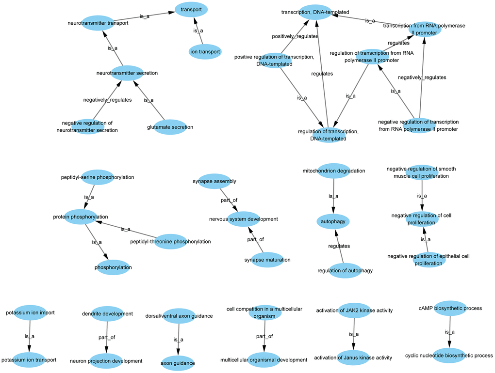 GO-tree analysis based on biological process. Arrow source, a GO term at a lower level; arrow target, a GO term at a higher level. Relation: is a, the downstream GO term is completely subordinate to the upstream GO term; part of, a part of the downstream GO term is subordinate to the upstream GO term; regulates, the downstream GO term can regulate the upstream GO term; positive regulates, the downstream GO term can regulate the upstream GO term positively; negative regulates, the downstream GO term can regulate the upstream GO term negatively.