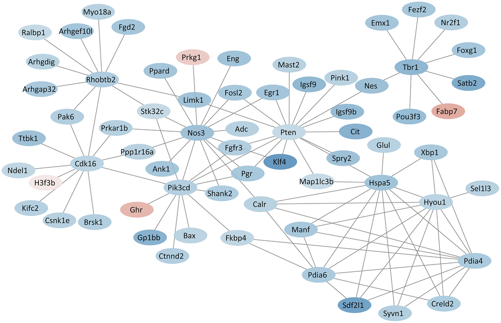 PPI network based on hub proteins. Red and blue colors indicate proteins with up- and down-regulated expression, respectively.