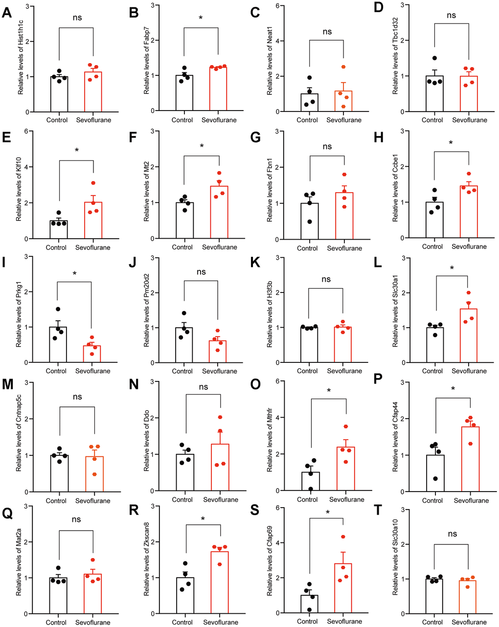 qPCR verification of top 20 up-regulated DEGs. (A) Hist1h1c. (B) Fabp7. (C) Neat1. (D) Tbc1d32. (E) Klf10. (F) Mt2. (G) Fbn1. (H) Ccbe1. (I) Prkg1. (J) Pm20d2. (K) H3f3b. (L) Slc30a1. (M) Cntnap5c. (N) Ddo. (O) Mthfr. (P) Cfap44. (Q) Mat2a. (R) Zkscan8. (S) Cfap69. (T) Slc30a10. n = 4. *p 