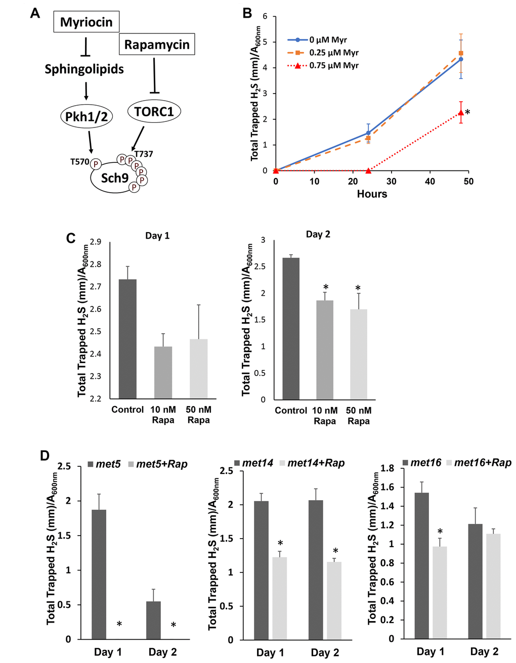 Inhibiting Sch9 activity by rapamycin or myriocin treatment decreased H2S production. (A) Diagram showing how rapamycin and myriocin inhibit Sch9 through two different signaling pathways. (B) H2S production by BY4741 was monitored by using lead acetate strips at 24 or 48 hours after inoculation into YPD medium containing the indicated concentrations of myriocin. (C and D) H2S production by BY4741 or sulfur assimilatory mutants was monitored by using lead acetate strips which were replaced every 24 hours after the indicated concentrations of rapamycin were added into overnight culture of YPD (* p