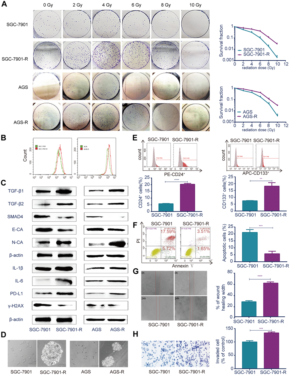 Different biological characteristics in radioresistant RR and parental GC cells. (A) Clonogenic survival assay: the ability of colony formation between RR and parental GC cells after a range of radiation doses. (B) Flow cytometry analysis: ROS levels between RR and parental GC cells. (C) Western blot analysis: representative results of the TGF-β1, TGF-β2, SMAD4, E-CA, N-CA, IL-1β, IL-6, PD-L1 and γ-H2AX expressions in RR and parental GC cells. (D) Sphere formation assays: captured images of sphere formation assays in RR and parental GC cells. (E) Flow cytometry analysis: the expressions of the CSC markers CD24 and CD133 between SGC-7901 and SGC-7901-R cells. (F) Flow cytometry analysis: cell apoptosis between SGC-7901 and SGC-7901-R cells after irradiation treatment. (G) Cell migration assay: captured images of wound healing assay of SGC-7901 and SGC-7901-R cells, columns indicated the percentage of wound healing width of SGC-7901 and SGC-7901-R cells. (H) Cell invasion assay: captured images of transwell assay of SGC-7901 and SGC-7901-R cells, columns indicated the invaded cell percentage of SGC-7901 and SGC-7901-R cells. All data represent three independent experiments, mean ± SEM, **P0.01, ***P0.001, ****P0.0001.