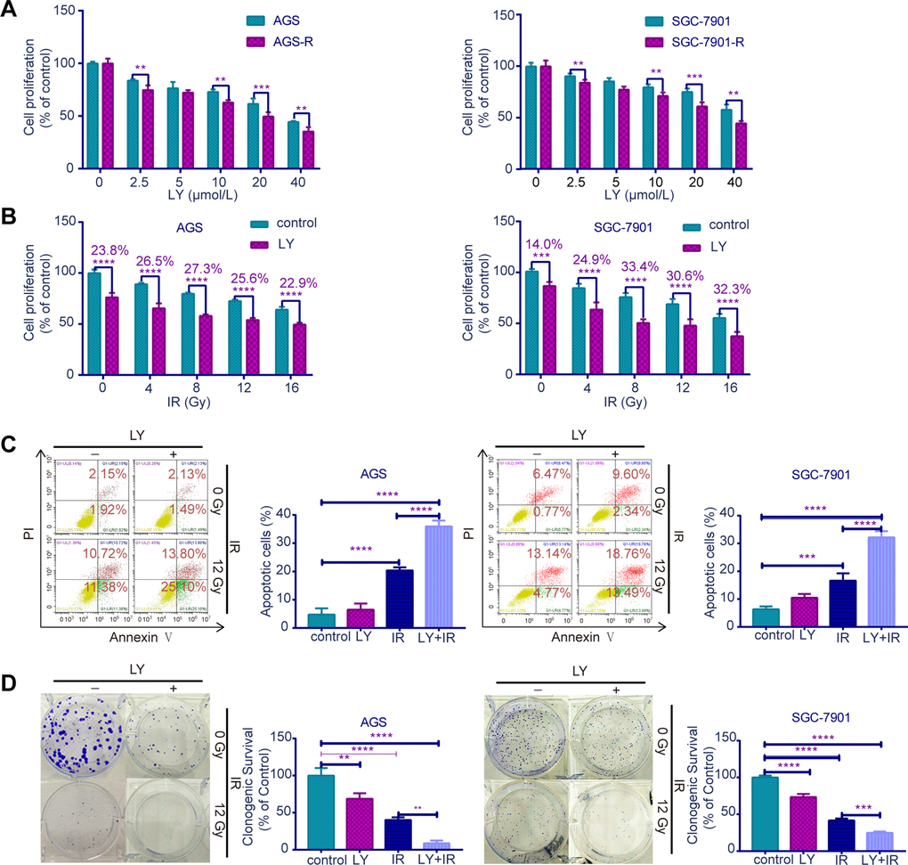 Effects of LY on radiosensitivity of GC cell lines. (A) CCK-8 assay: the proliferation of RR and parental GC cells influenced by LY. (B) CCK-8 assay: the proliferation of GC cells influenced by LY with or without irradiation treatment. (C) Flow cytometry analysis: the cell apoptosis in GC cells influenced by LY with or without irradiation treatment. (D) Clonogenic survival analysis: the clonogenic ability of GC cells influenced by LY with or without irradiation treatment. All data represent three independent experiments, mean ± SEM, **P0.01, ***P0.001, ****P0.0001.