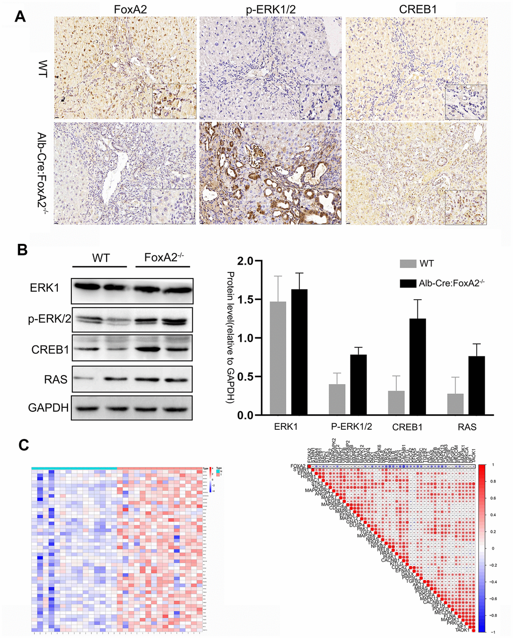 The key components of the MAPK signaling pathway were activated in FoxA2-/- mice. (A, B) IHC and Western blotting analysis of low FoxA2 and high p-ERK1/2, CREB1 and RAS expression in FoxA2-/- mice; © The heatmap shows the activation of key genes in the MAPK signaling pathway in ICC patients. These genes were selected from the KEGG database for MAPK signaling pathways (Supplementary Table 1); (D) The correlation plot shows that low FOXA2 expression was correlated with high expression of genes in the MAPK signaling pathway in ICC patients.