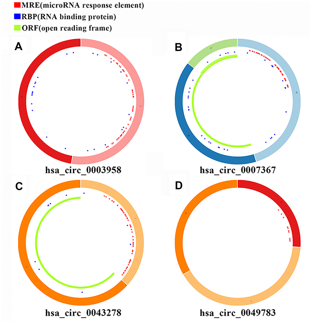 Basic structural features of the 4 PAAD-specific circRNAs. The structural features of (A) hsa