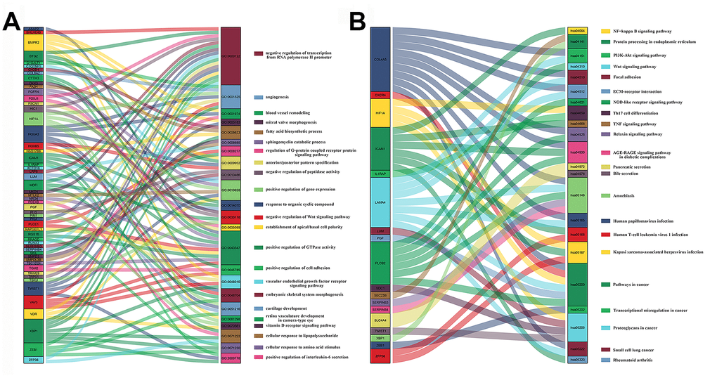 Sankey plots of signaling pathways and biological processes related to differentially expressed mRNAs in PAAD tissues. Sankey plots show (A) signaling pathways and (B) biological processes (BP) related to DEmRNAs involved in PAAD based on Kyoto Encyclopedia of Genes and Genomes (KEGG) enrichment and Gene Ontology