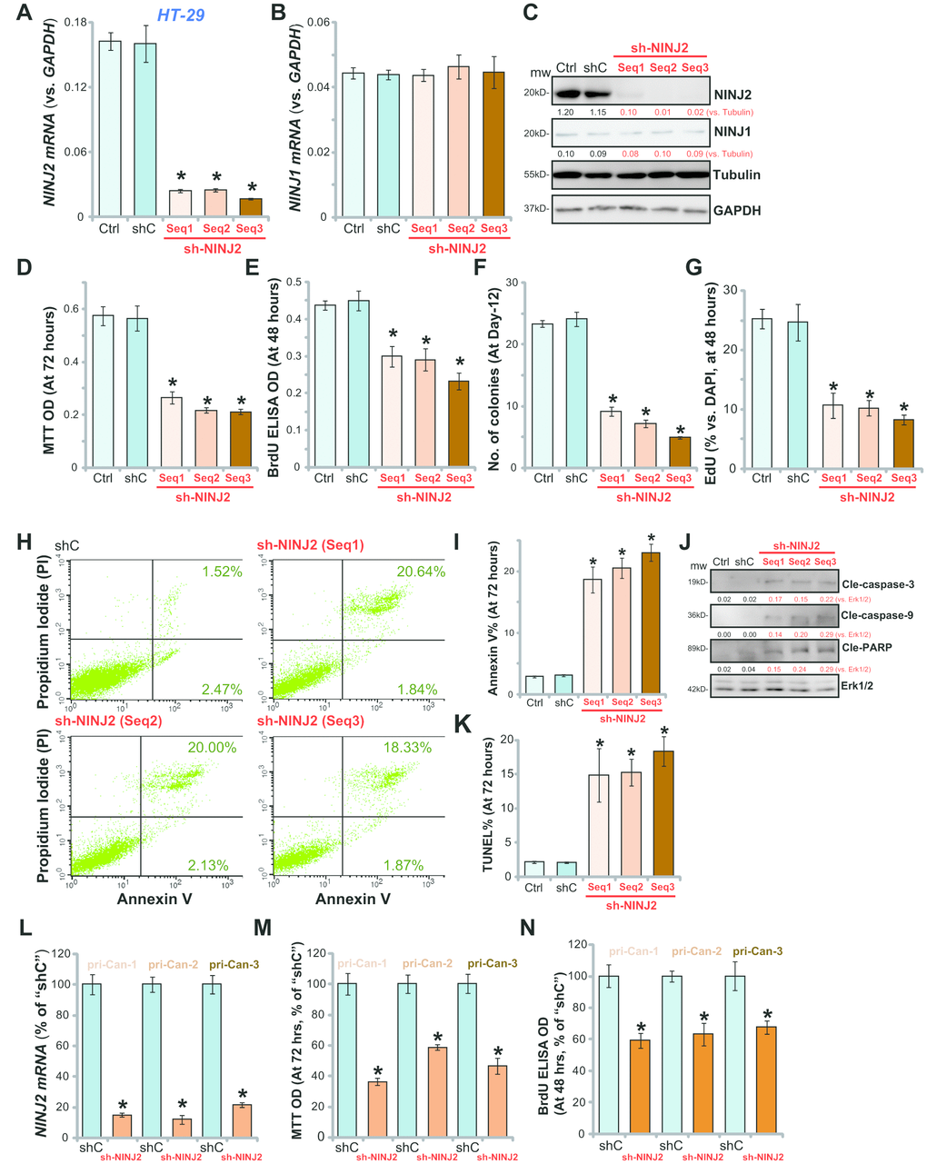 NINJ2 shRNA inhibits human CRC cell survival and proliferation. HT-29 cells (A–K) or the primary human colon cancer cells (“pri-Can-1/-2/-3”, L-N) were infected with lentiviral particles encoding applied NINJ2 shRNA (“Seq1/2/3”) or non-sense control shRNA (“shC”), stable cells were established following puromycin selection; Expression of NINJ2 mRNA (A and L), NINJ1 mRNA (B) and listed proteins (C) were shown; Cell survival was tested by MTT assay (D and M); Cell proliferation was tested by BrdU incorporation assay (E and N), soft agar colony formation assay (F) and EdU staining (G); Cell apoptosis was tested by Annexin V-PI FACS assay (H, results quantified in I), Western blotting of apoptosis-related proteins (J) and TUNEL staining (K). For all the in vitro functional assays, the exact same number of viable cells with different genetic modifications were initially plated into each well/dish (at Day-0, same for all figures). NINJ1 and NINJ2were normalized to the loading control Tubulin (C). “Ctrl” stands for the parental control cells (same for all Figures). For each assay, n=5. * Pvs. “shC” cells. Experiments in this figure were repeated three times, and similar results were obtained. Bar= 200 μm (G and K).