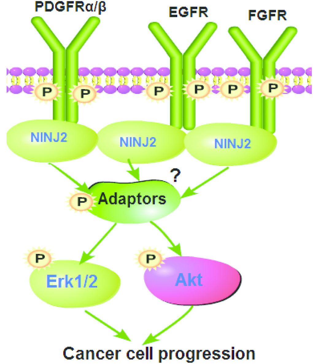 The proposed signaling pathway of the study.