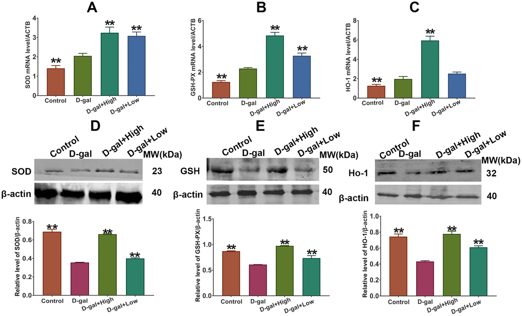 Effect of Prob on SOD, GSH-PX and HO-1 expression. (A–C) SOD, GSH-PX and HO-1 mRNA expression, respectively. (D–F) SOD, GSH-PX and HO-1 protein expression, respectively. Data in each experiment represent mean ± SEM from 10 independent samples. Statistically significant differences were calculated by one-way ANOVA using the SPSS 20.0 software. ** P