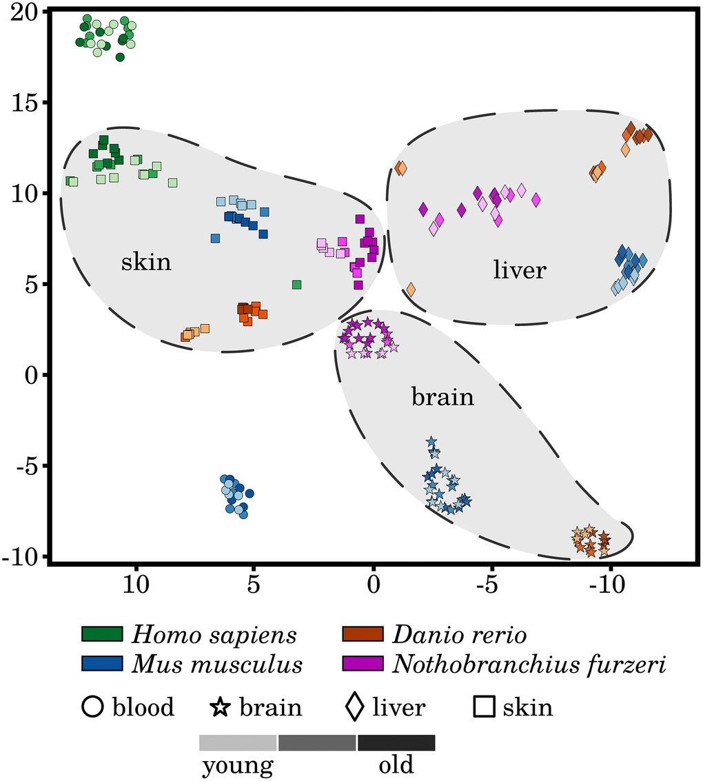 A t-distributed stochastic neighbor embedding (t-SNE) of the analyzed RNA-Seq libraries. All RNA-Seq samples were clustered based on the expression patterns of the selected senescence and inflammation related genes, utilizing the t-SNE approach. All tissues form distinctive species-specific and non-overlapping clusters with exception to very few single outliers. Additionally, larger species-independent tissue clusters were drawn to improve the visualization of the data. However, the three different time points did not generally separate in independent clusters of their own. A weak segregation can only be observed among the mature and old-aged skin samples of all four species. For more information, see Supplementary Data 10.