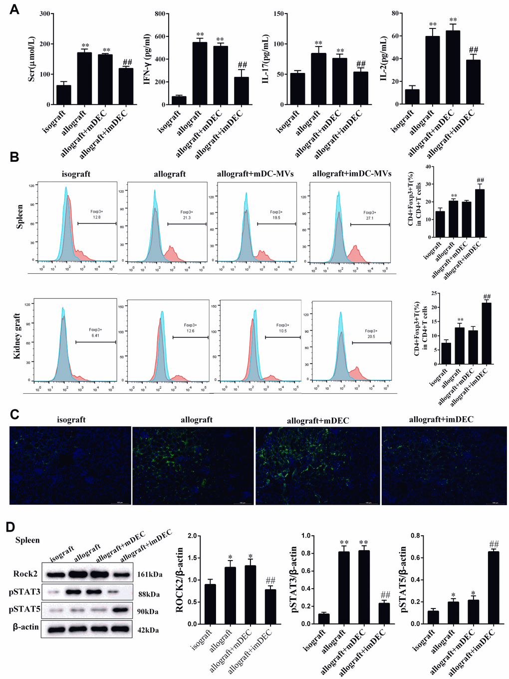 imDEC reduced the production of cytokines. (A) Renal function indicator Scr, and rejection associated cytokines IFN-γ, IL-2, IL-17 levels in plasma were detected in isograft group, allograft group, allograft+mDEC group, and allograft+imDEC group. (B) The percentage of Foxp3+CD4+T cells in spleen and kidney tissues was detected in isograft group, allograft group, allograft+mDEC group, and allograft+imDEC group. (C) Immunofluorescence images show the expression of ROCK2 in isograft group, allograft group, allograft+mDEC group, and allograft+imDEC group. (D) The expression of ROCK2, p-STAT3 and p-STAT5 were measured in CD4+T cells from spleen of isograft group, allograft group, allograft+mDEC group, and allograft+imDEC group. **P