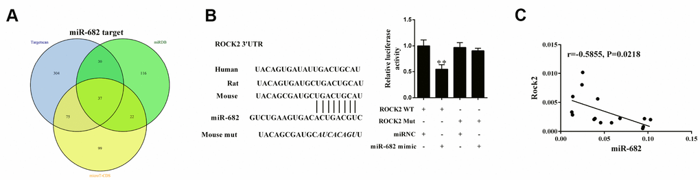 ROCK2 was a target of miR-682. (A) Thirty-seven common candidates for the targeted mRNAs of miR-682 were found in the Targetscan, miRDB, and microT-CDS database using Venn diagram analysis. VennPlex version 1.0.0.2 software was used for Venn diagram analysis. Proportional circular sets will be drawn if three data sets are uploaded. (B) The binding sites between miR-682 and ROCK2 3’UTR. Luciferase reporter assay was conducted to show the regulation of miR-682 in ROCK2. **PC) T cells were collected from the spleen in allograft group, allograft+imDEC group and allograft+mDEC group to detect the correlation of miR-682 and ROCK2 mRNA.