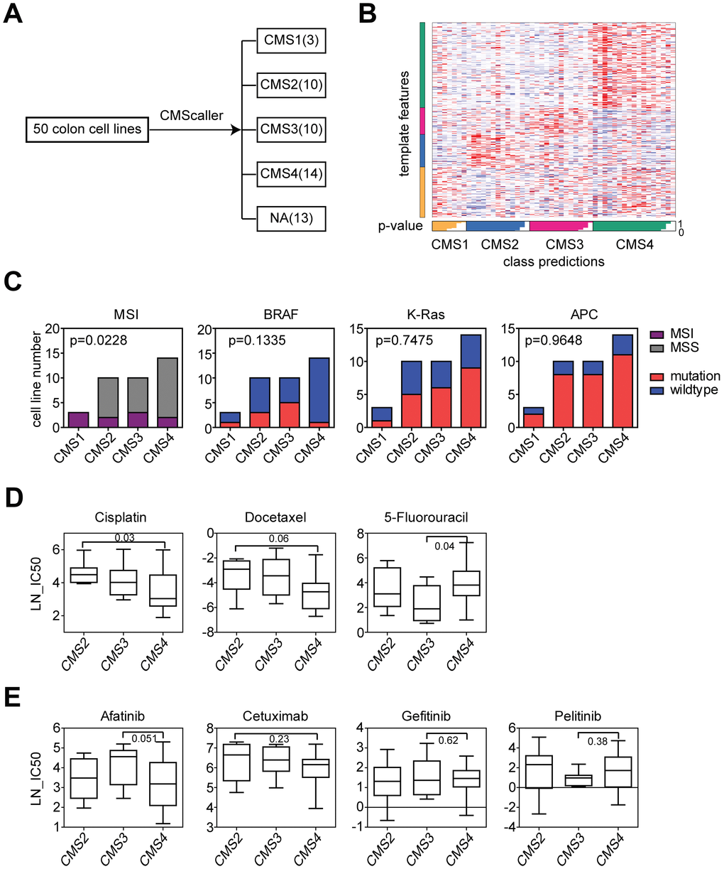 CMS3 subtype colon cancer cells are more sensitive to 5-Fluorouracil treatment and CMS4 subtype colon cancer cells are more sensitive to cisplatin treatment. (A) Colon cancer cell lines were divided into CMS subtypes based on the gene expression profiling using CMScaller. Number of colon cancer cell lines in each CMS subtype was demonstrated. (B) A template feature of the CMS subtypes. (C) Contingency graphs showed the number of MSI or MSS subtype, BRAF, K-Ras and APC mutant or wild type colon cancer cell lines in each CMS subtype. P values were determined by Chi-square test. (D) Box plots showed the LN-IC50 of chemotherapy drugs cisplatin, docetaxel and 5-Fluorouracil in CMS2, CMS3 and CMS4 subtypes of colon cancer cells. P values were performed using Student’s t test. (E) Box plots showed the LN-IC50 of EGFR inhibitors in CMS2, CMS3 and CMS4 subtypes of colon cancer cells.