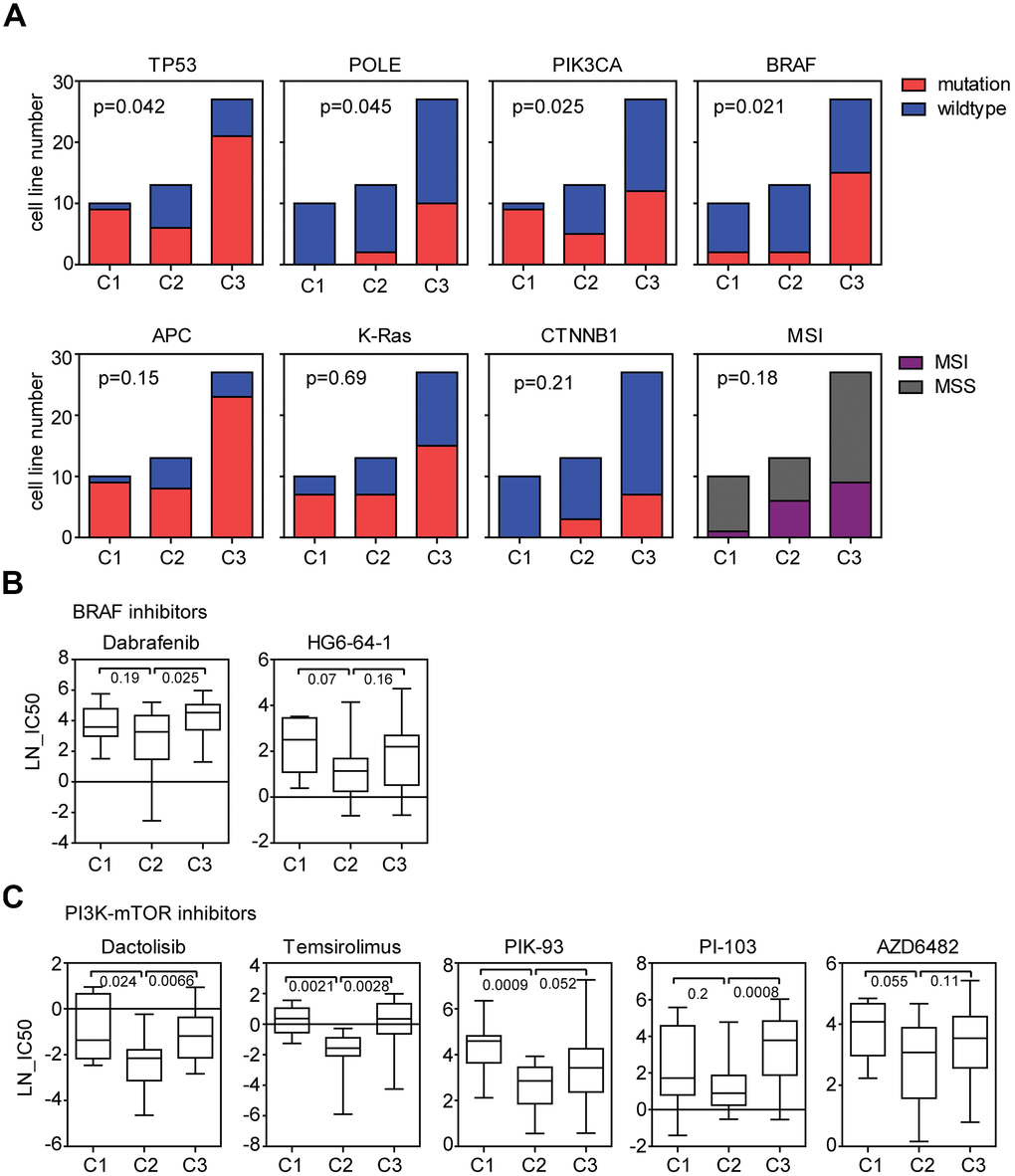 Genomic differences of the three sub-clusters of colon cancer cell lines suggest the different response to BRAF inhibitors and PI3K-mTOR inhibitors treatment. (A) Contingency graphs showed the number of TP53, POLE, PIK3CA, BRAF, APC, K-Ras and CTNNB1 mutant or wild type, MSI or MSS subtype colon cancer cell lines in each sub-cluster derived from three consensuses. P values were determined by Chi-square test. (B) Box plots showed the LN-IC50 of BRAF inhibitors dabrafenib and HG6-64-1 in each sub-cluster. (C) Box plots showed the LN-IC50 of PI3K-mTOR inhibitors in each sub-cluster.