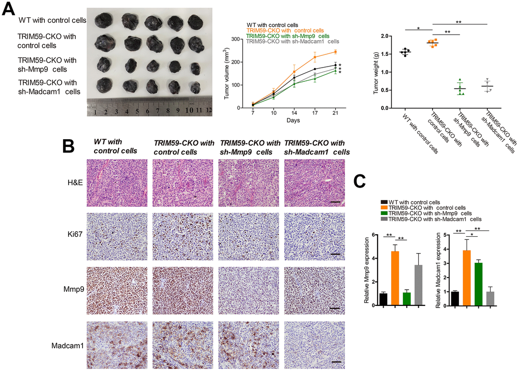 Knockdown of MMP-9 or Madcam1 inhibits melanoma growth in vivo. (A) Representative image of B16-F10 tumors from three independent experiments. WT or TRIM59-CKO mice were inoculated subcutaneously with B16-F10 cells transfected with control shRNA, MMP-9-shRNA, or Madcam1-shRNA. Tumor volumes were measured twice a week, and tumor weights estimated on sacrifice at day 28. n = 5 mice per group. Data are represented as mean ± SD. *ppB) Representative H&E staining images and IHC detection of Ki67, MMP-9, and Madcam1 in B16-F10 allografts (original magnification × 200). (C) Detection of MMP-9 and Madcam1 mRNA expression in B16-F10 allografts by qRT-PCR. Data are represented as mean ± SD. *pp