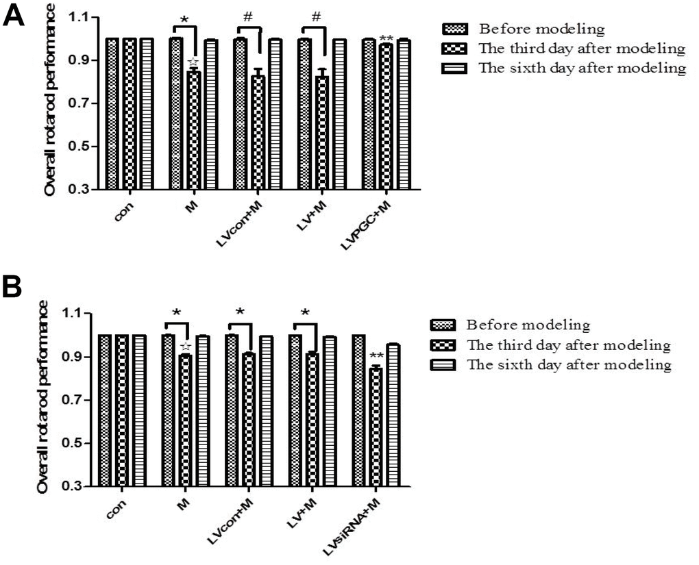 Mouse behavioral changes before and after MPTP administration. (A, B) The overall performance of mice in the rotarod test one day before injection and three days and six days after injection. The results of the three experiments are quantified as the means ± SD. The groups were con (con group), M (MPTP group), LVcon+M (solvent of lentivirus+MPTP group), LV+M (lentivirus+MPTP group), LVPGC+M (LV-PGC-1α+MPTP group), and LVsiRNA+M (LV-PGC-1αsiRNA+MPTP group);*P