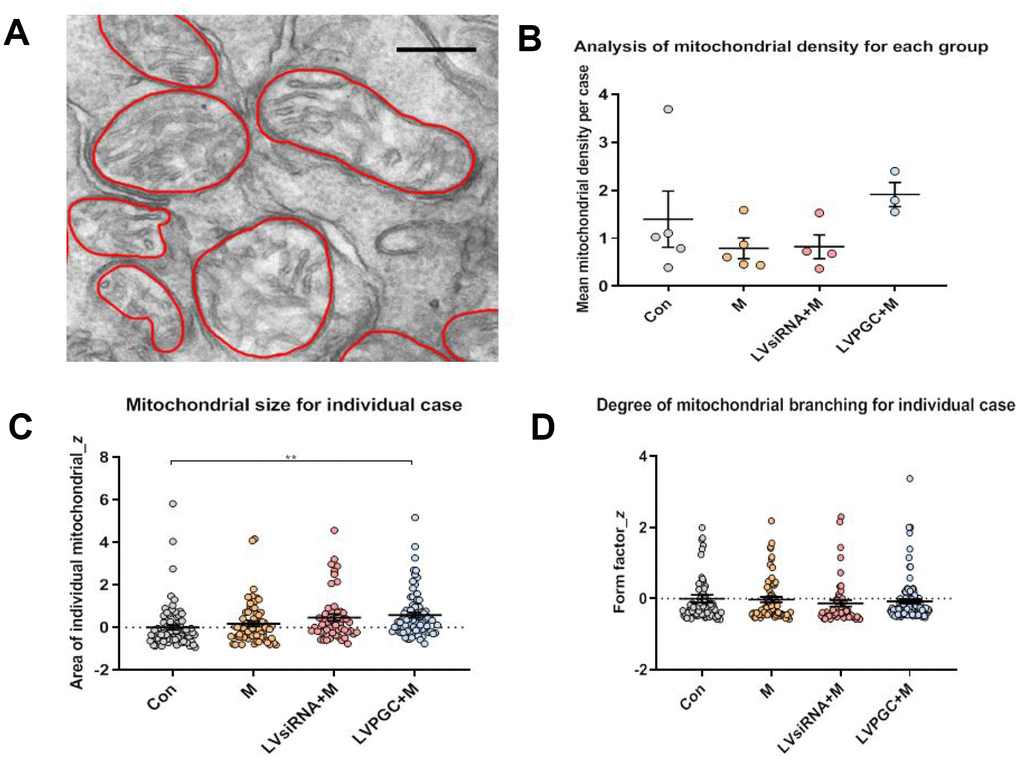 Electron microscopy observation of the destruction of mitochondrial structure in SN neurons. (A) Using electron microscopy (EM), SN images were collected from the group of con (number of mice, n=5), M (number of mice, n=5), LVPGC+M (number of mice, n=3), and LVsiRNA+M (number of mice, n=3). A total of 281 mitochondria were manually outlined and analyzed using QuPath software. Scale bar, 300 nm. (B) The average level of mitochondrial density was calculated for individual mice, which showed a higher trend in mitochondrial density in the LVPGC+M group and a lower trend in the M and LVsiRNA+M group compared to that in controls (P>0.05). (C) Mitochondrial size in the LVPGC+M group was significantly increased compared with that in control mice (P>0.01). (D) The degree of mitochondrial branching was also compared via the calculation of individual mitochondrial form factors.