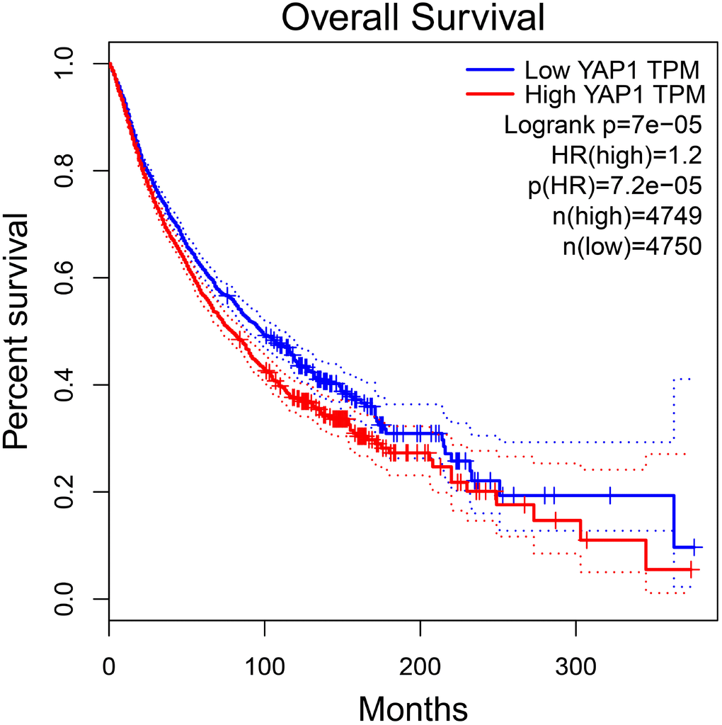 The prognostic value of YAP1 in total patients with tumors in GEPIA. Abbreviations: HR hazard ratio.