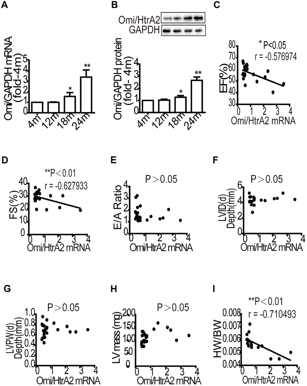 Correlation analysis of Omi/HtrA2 mRNA expression and cardiac reserve function with aging. The mRNA levels of Omi/HtrA2 were assessed by quantitative RT-PCR (A). Protein expression was evaluated by western blotting (B). Data are represented as mean +/- SEM, n = 6 per group. *PPvs. 4m. m=month. A strong negative correlation between Omi/HtrA2 mRNA expression and ejection fraction (EF, %) was observed with aging (C). A significant linear negative correlation between Omi/HtrA2 mRNA expression and fractional shortening (FS, %) with aging (D). No significant linear correlation between Omi/HtrA2mRNA expression and E/A ratio (E). No significant linear correlation between Omi/HtrA2 mRNA levels and left ventricular end-systolic diameter (LVID, mm) was observed (F). The correlation analysis between Omi/HtrA2 mRNA levels and left ventricular posterior wall end-systolic thickness (LVPW, mm) (G). Correlation analysis between Omi/HtrA2 mRNA levels and left ventricular mass (LV mass, mg) (H). A significant linear negative correlation between Omi/HtrA2 mRNA expression and heart/body weight with aging (I).