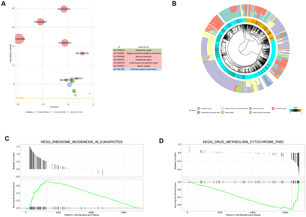 Gene Ontology (GO) and gene set enrichment analysis (GSEA) enrichment analysis. (A) Bubble diagram of GO enrichment analysis (top 7). The circle size indicates the number of enriched genes. Green represents biological process, red represents molecular function, and blue represents cellular component. (B) Cluster diagram of GO enrichment analysis. (C) The upregulated pathway (KEGG