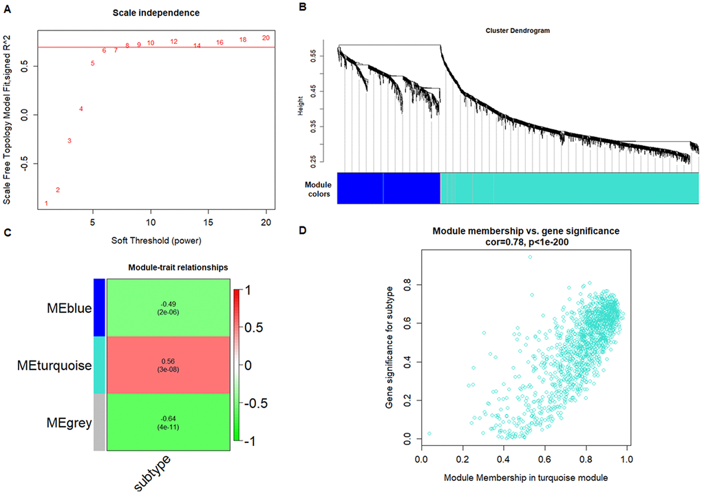 WGCNA screening of platelet RNAs in CRC patients. (A) Analysis of network topology for various soft-thresholding powers. (B) Clustering dendrograms of genes, with dissimilarity based on topological overlap, together with assigned module colors. (C) Module-trait associations. Each row corresponds to a module eigengene, column to a trait. Each cell contains the corresponding correlation and P-value. The table is color-coded by correlation according to the color legend. (D) A scatterplot of Gene Significance (GS) for subtype vs. Module Membership (MM) in the turquoise module.