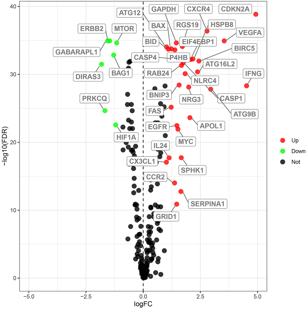 Differential expression of autophagy-related genes in ccRCC tissue samples. The differential expression of 238 autophagy related genes (ARGs) in ccRCC tissue samples (n=539) compared with normal healthy kidney samples (n=72) is shown in the –log (FDR) vs. log (FC) plot. The red dots represent 31 upregulated DEARGs, the green dots represent 7 downregulated DEARGs, and the remaining black dots represent ARGs that are not differentially expressed in ccRCC tissue samples.