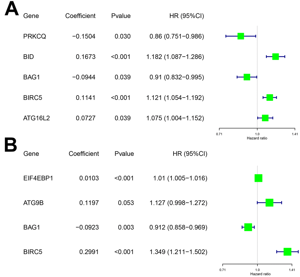 Characteristics of risk DEARGs in the prognostic risk models. Regression coefficients and hazard ratios of the risk DEARGs for the (A) Overall survival (OS) and (B) Disease-Free Survival (DFS) models are shown.