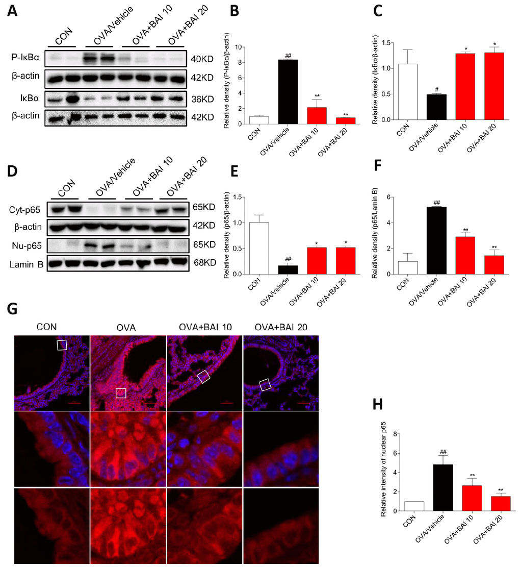 Baicalein inhibits OVA-induced NF-κB pathway activation. (A) The protein levels of P-IκBα and IκBα in the lung tissues of mice in each group were examined by western blot analysis with β-actin used as an internal control. (B–C) A bar graph shows the quantification of P-IκBα, IκBα and β-actin by densitometry. (D–F) Cytosolic (upper blot) and nuclear (lower blot) p65 levels were determined by western blot. β-actin and Lamin B were used as loading controls. Proteins from three mouse lung tissues were pooled together. n = 6 in one group. (G) Immunofluorescence staining for p65 (red, Cy3) in lung tissues of mice at 100× magnification. Nuclei were stained with DAPI (blue). (H) Relative nuclear immunostaining intensity of p65 was quantified. The results are presented as the mean ± SEM. n = 6 mice per group; ##P  compared with the control group; *P , **P  compared with the OVA/Vehicle group.