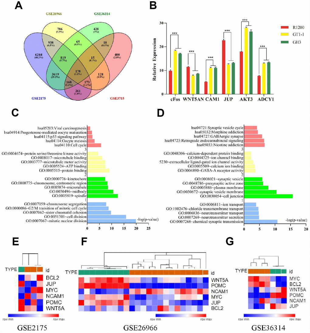 (A) Venn diagrams for DEGs. (B) Results of q-PCR analysis. (C) Functional and pathway enrichment analysis of up- regulated genes. (B) Expression heat map of hub genes. (D) Functional and pathway enrichment analysis of down-regulated genes. (E–G) Expression heat map of hub genes.