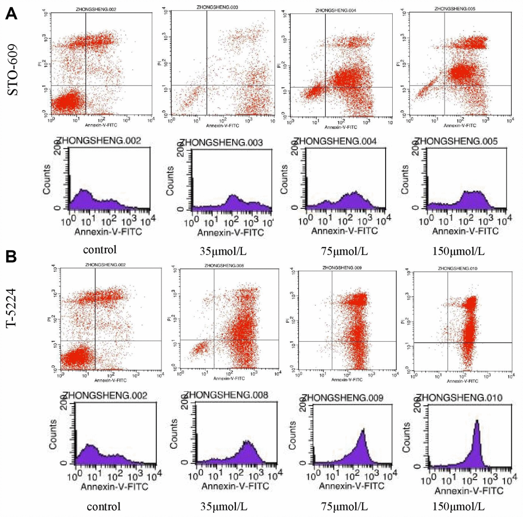 The distribution of cells in apoptosis with different doses of (A) STO-609 and (B) T5224.