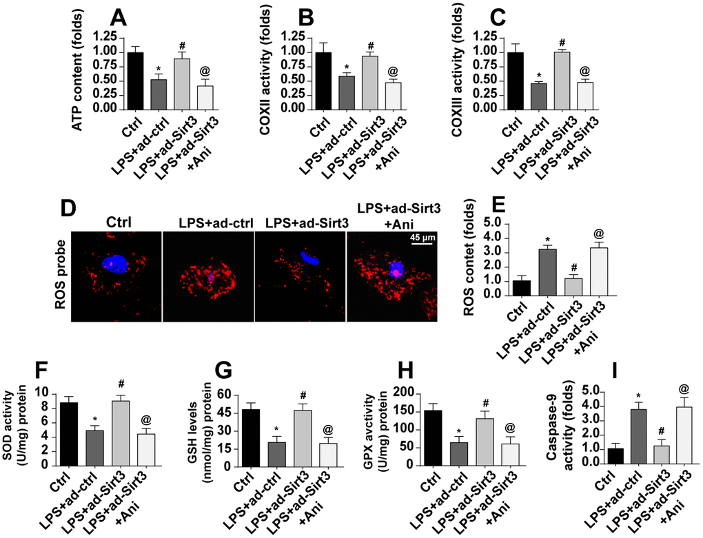 Activation of the Mst1-JNK pathway attenuates Sirt3-meidated mitochondrial protection. (A) ATP production was measured via ELISA. BV-2 cells were treated with LPS and/or transfected with Sirt3 adenovirus. Ani was used to activate the Mst1-JNK pathway. (B, C) ELISA was used to evaluate alterations in the mitochondrial respiratory complex in BV-2 cells after exposure to LPS stress. (D, E) ROS production was measured via immunofluorescence. BV-2 cells were treated with LPS and/or transfected with Sirt3 adenovirus. (F–H) Cellular antioxidant levels were determined via ELISA. I. Caspase-9 activity was detected via ELISA. *P