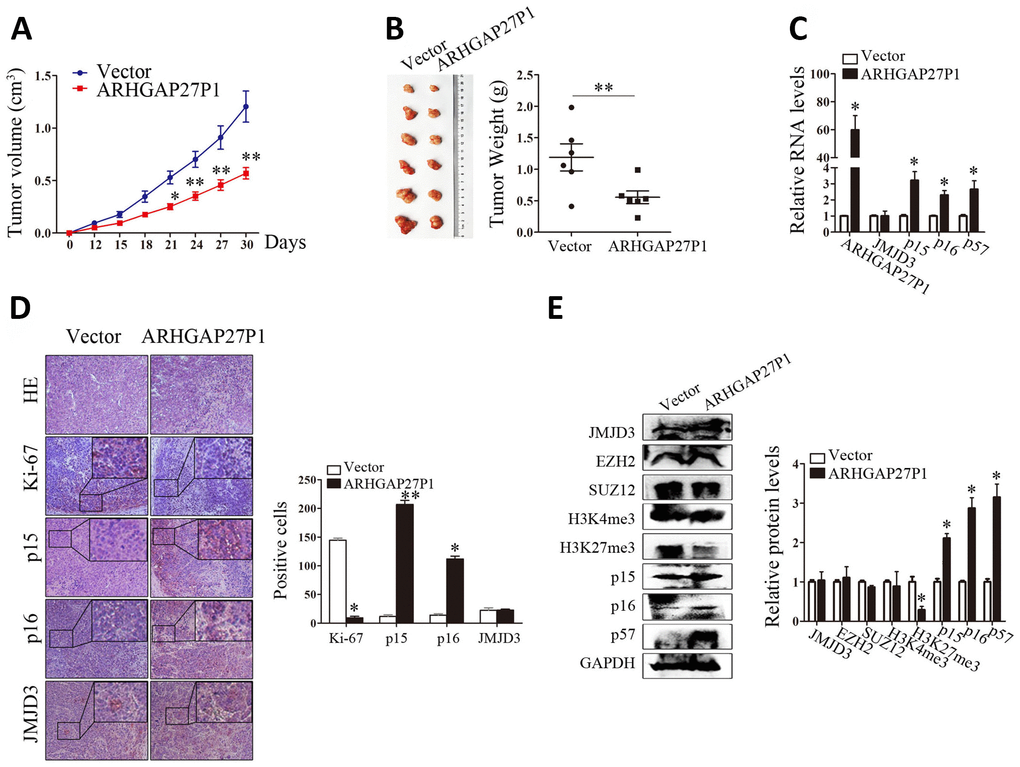 Overexpression of ARHGAP27P1 inhibited tumor growth in vivo. (A) Growth curves of tumors from vector or ARHGAP27P1 groups were shown. Tumor volumes were calculated every 3 days. (B) Tumor samples and tumor weights from respective groups were represented. (C) RT-qPCR analysis of ARHGAP27P1, JMJD3, p15, p16 and p57 in xenograft tumors. (D) Histopathology and immunostainings of JMJD3, p15, p16 and Ki-67 in paraffin tumor sections. (E) Representative blots of JMJD3, EZH2, SUZ12, H3K4me3, H3K27me3, p15, p16, and p57 in tumor tissues. *P P 