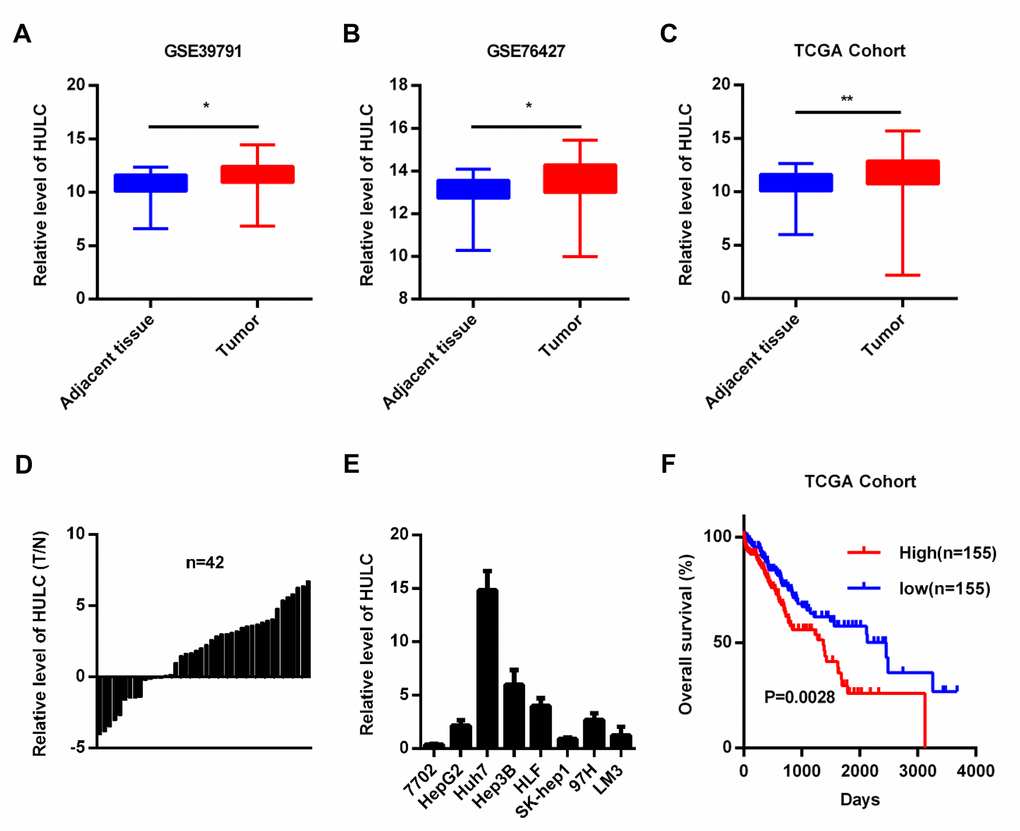 HULC is overexpressed in HCC. (A–C) HULC is upregulated in HCC tissues compared with adjacent non-tumor liver control tissues in two GEO data sets (GSE39791 and GSE76427) and a TCGA cohort. HULC expression in (D) HCC tissues (n=42) and (E) HCC cells analyzed by qPCR. (F) The overall survival of HCC patients from the TCGA cohort with high and low HULC expression. *P P 