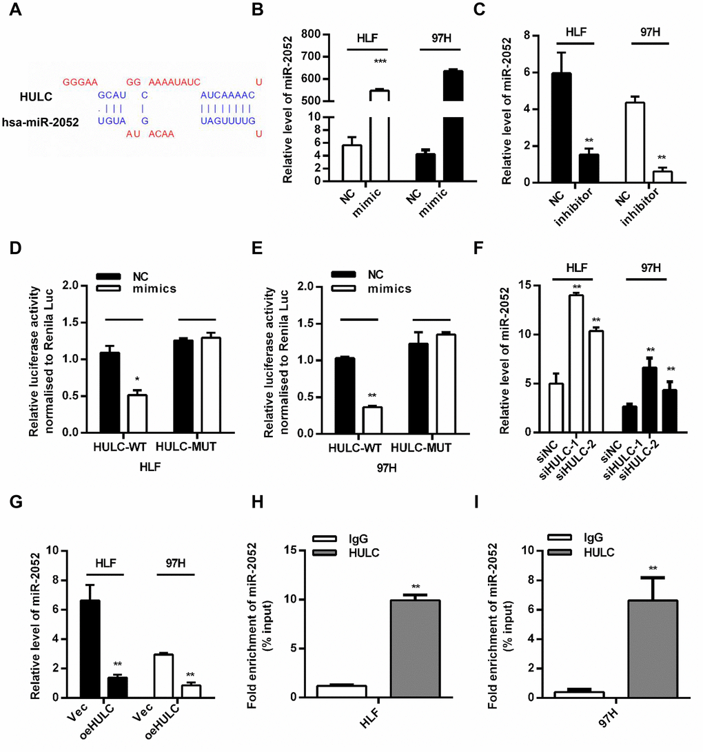 HULC is a ceRNA and acts as a sponge for miR-2052 in HCC cells. (A) The predicted binding sites of HULC and miR-2052. (B, C) Quantitative PCR analysis of miR-2052 after mimic and inhibitor transfection. (D, E) Relative luciferase activities of HULC-WT and HULC-MUT reporter measured in presence of miR-2052 mimic cotransfection. (F, G) qPCR analysis of miR-2052 expression in HCC cells transfected with siHULC or siNC, and Vec or pcDNA-HULC. (H, I) RIP assay was used to explore the enrichment of miR-2052 by HULC. *P P P 