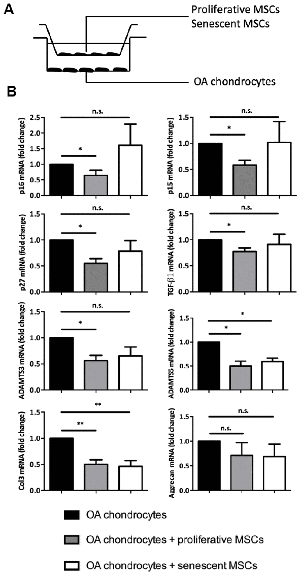 Senescence modulates MSCs extrinsic properties in vitro. (A) Experimental design of the without-contact co-culture system to assess the effect of senescent human MSCs on chondrocytes from patients with OA. (B) Expression analysis by RT-qPCR in OA chondrocytes without co-culture (black columns; control), or co-cultured with proliferating MSCs (grey columns), or with senescent MSCs (white columns) for 7 days. Data are expressed as fold change relative to control (mean ± SEM of n=5); *=p