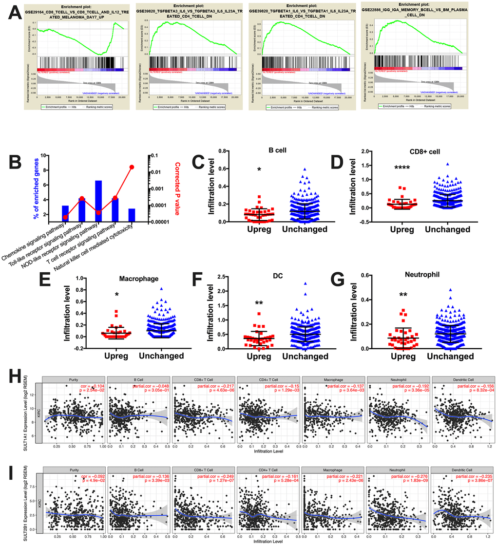 Steroid SULT genes were associated with immune exclusion in ccRCC. (A) Select enriched genesets validated via the GSEA enrichment analyses. (B) Immune analysis of enriched genes processed at NET-GE platform (bar plots on right). (C–G) Correlation between immune infiltration and cases with steroid SULT genes upregulated and unchanged. (H–I) Correlation between expression of individual steroid SULT gene and immune infiltration.