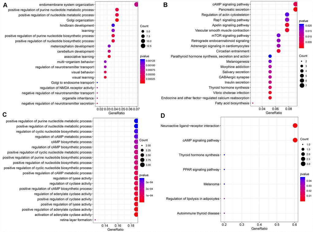 (A) The bubble plot shows the results of GO enrichment of top 20 of Black Module. (B) Results of KEGG enrichment of top20 of Black Module. (C) Results of GO enrichment of top20 of Royal blue Module. (D) Results of KEGG enrichment of top7 of Royal blue Module.