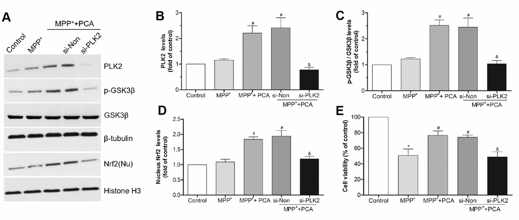 PLK2 knockdown attenuated the protection of PCA. (A) Representative western blot bands showing the expressions of PLK2, p-GSK3β and nucleus (Nu) Nrf2 when SH-SY5Y cells were transfected with PLK2 siRNA (si-PLK2) and Non-targeting siRNA (si-Non) for 72h. (B–D) The quantification of PLK2, p-GSK3β and nucleus Nrf2 levels in si-PLK2 group and the others groups. (E) Cell viability was measured by MTT assay. Data were presented as mean ± S.D., n = 6; *P vs. control group; #Pvs. MPP+group; &P vs. si-Non group.