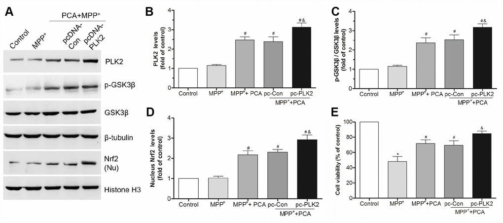 Overexpression of PLK2 strengthened the protection of PCA. (A) The bands of PLK2, p-GSK3β and nucleus Nrf2 after transfected with pcDNA3.1-PLK2 vector (pcDNA-PLK2, pc-PLK2) and the empty vector control (pcDNA-Con, pc-Con) for 48 h. (B–D) The quantification of PLK2, p-GSK3β/ GSK3β and nuclear Nrf2 levels in each group. (E) The cell viability in each group. Data were presented as mean ± S.D., n = 6; *P vs. control group; #Pvs. MPP+group; &P vs. pc-Con group.