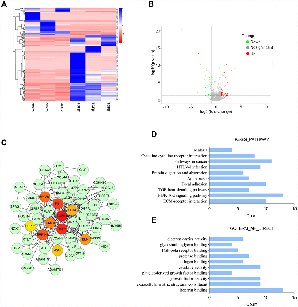 Microarray profile analysis of differentially-expressed genes in PrSCs induced by TGFβ1 analyzed by (A) Hierarchical clustering of gene expression in PrSCs with or without TGFβ1 treatment. (B) Volcano plot showing the differentially- expressed genes. (C) Network diagram of the interaction between upregulated and downregulated genes constructed by STRING analysis and visualized by Cytoscape. (D) KEGG pathway annotation of the differentially-expressed genes. (E) GO enrichment analyses of the differentially-expressed genes.