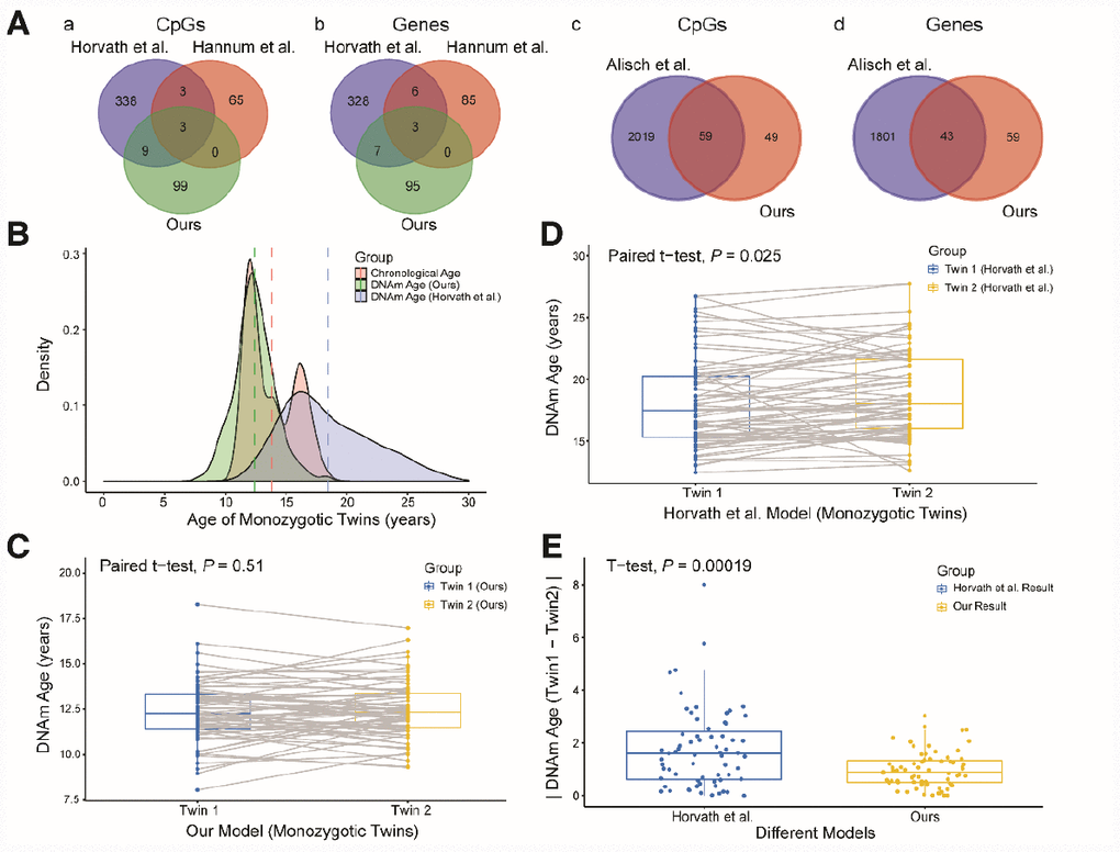 Comparison and verification of our model. (A) (a and b) Venn diagrams of the CpG sites (a) and genes associated with the CpG sites (b) selected from the three models. (c and d) Venn diagrams of the CpG sites (c) and genes (d) associated with age from our study and the study of Alisch et al. (B) Density plot of age and DNA methylation (DNAm) age. The red peak represents the chronological age, the green peak represents the DNAm age predicted by our model, and the blue peak represents the DNAm age predicted by Horvath et al. Dashed lines represent mean values. (C) Boxplot comparing the DNAm ages predicted by our model for monozygotic twins (paired t-test, n = 67 each for twins 1 and 2). The blue box indicates twin 1 and the yellow box indicates twin 2. (D) Boxplot comparing the DNAm ages predicted by the model of Horvath et al. for monozygotic twins (paired t-test, n = 67 each for twins 1 and 2). The blue box indicates twin 1 and the yellow box indicates twin 2. (E) Boxplot comparing the absolute values of the DNAm age differences of monozygotic twins predicted by the two models (two-sided t-test, n = 67). The blue box indicates the results from Horvath et al. and the yellow box indicates our results.