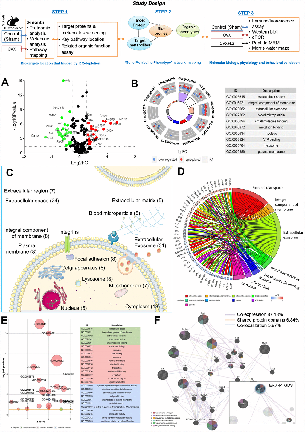 Ovarian failure induced overall proteomic regulation dysfunction as shown by proteomic analysis. (A) Volcano plot of differential proteins screened between control and OVX rats (normalized by control sample data). (B) GO Circle plot for significant enrichment of cellular components (CC) for genes that are strong candidates for ovarian failure-induced dysfunction. (C) Subcellular locations of ovarian failure proteins annotated by Gene Ontology. (D) GO-Chord plot illustrating the gene-annotation enrichment relationships and representative significant GO terms that are distinctly classified into species-specific gene clusters. (E) GO-Bubble plot illustrating significant enrichment of molecular functions and biological processes (adjusted p-value ˂ 0.05) and the z-score of the term (F) Protein–protein interaction network identified using GeneMANIA (direct interaction database).