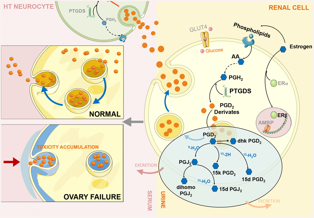 ERβ/Ptgds signalling pathway imbalance disrupting renal lipid metabolism and continues influencing ‘hypothalamus-uterus-kidney axis’ (HUK axis) function. During ovary failure, a significant downregulation of ERβ (green bubble) leads to PTGDS overexpression (green helix shape) due to persistent releasing ‘estrogen secretion’ instruction from hypothalamus after ovary failure. We call this ‘fake – immunity’. This would further activate the generation of PGD2 and its derivatives (orange bubbles, each compound represent by blue hexagon shape) in renal cells (yellow cell structure), and inhibit them exert into body fluid circulation through the autocrine and paracrine pathways to reach other intracellular targets (serum: light pink colour; urine: light yellow colour). Therefore, extensively accumulation of these Ptgds regulated metabolites promote kidney lipid toxicity progression (cytoskeleton destruction, grey blue colour part in left panel), then kidney microenvironments disturbance occurs; consequently, inhibition of Ptgds transmission along the ‘hypothalamus-uterus-kidney axis’ result in its decreased expression in hypothalamus neurocyte (green cell structure). The artwork material from SMART SERVIER MEDICAL ART (Free download, https://smart.servier.com).